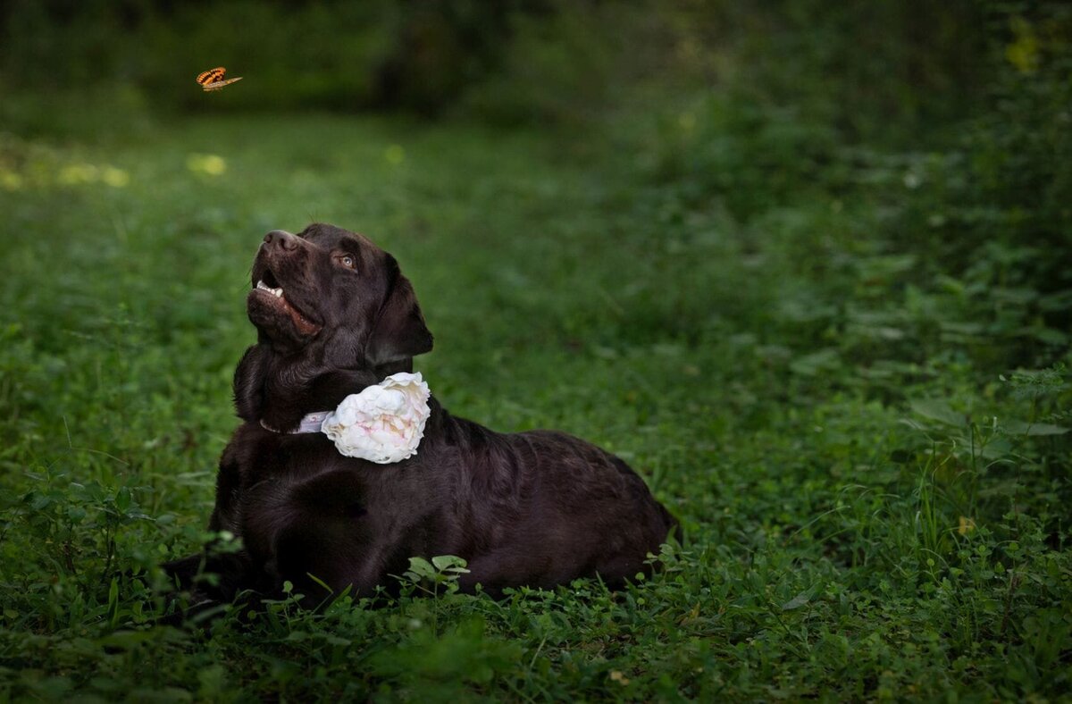 lilla-bordas-portraits-tampa-DOG-photographer1321_2