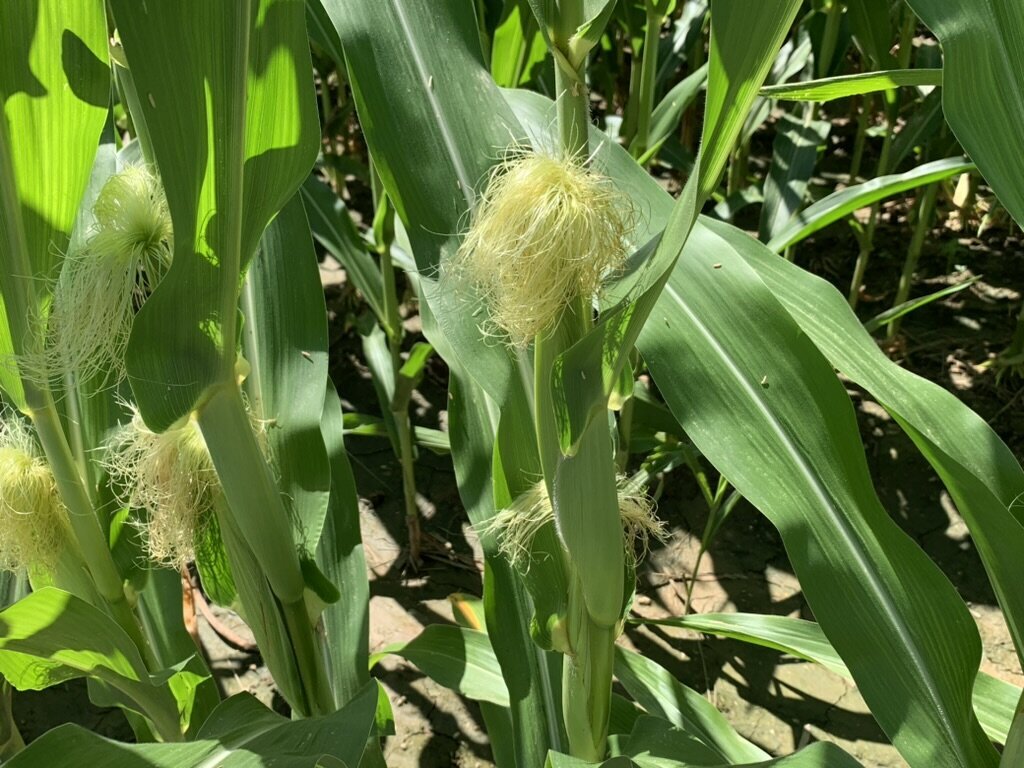 Corns fields with Raven 6 Rising