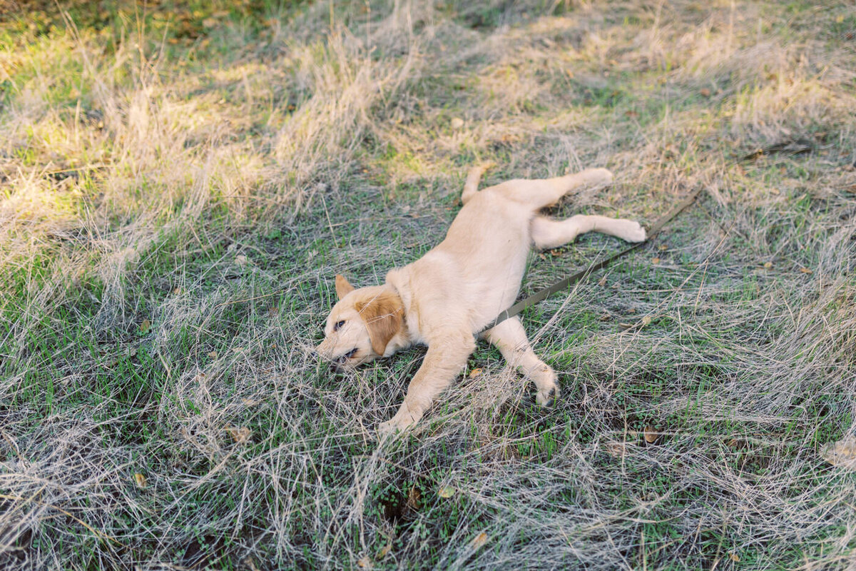 very exhausted puppy collapsed in some grass