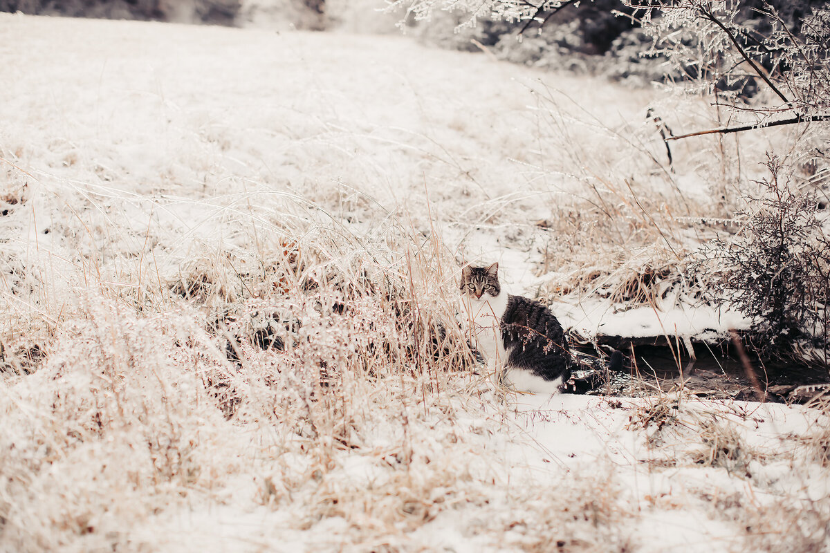 pet_photographer_louisville_ky_cat_ice_snow