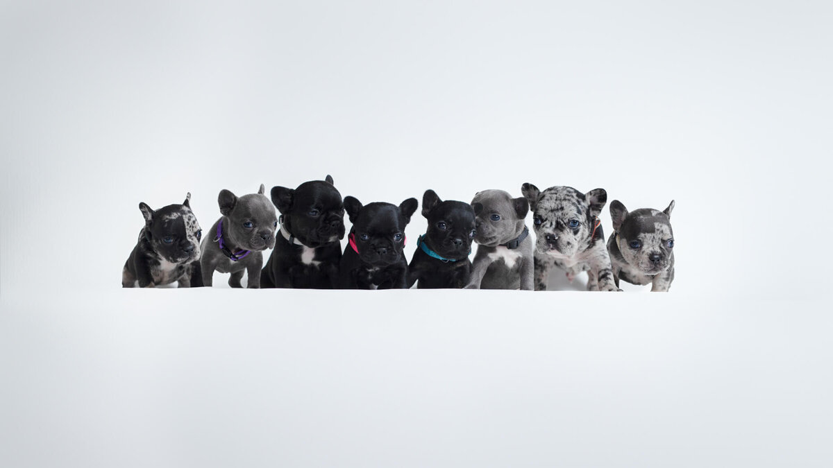 Litter of French Bulldog puppies on a white backdrop