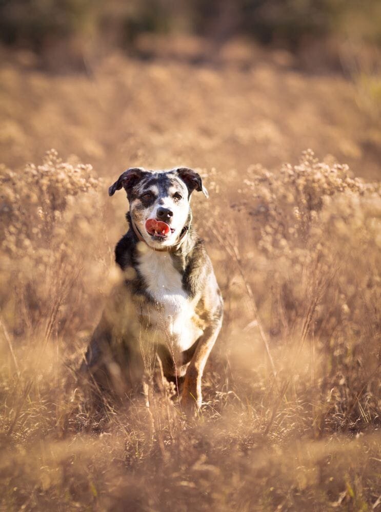 lilla-bordas-portraits-tampa-DOG-photographer1428_1