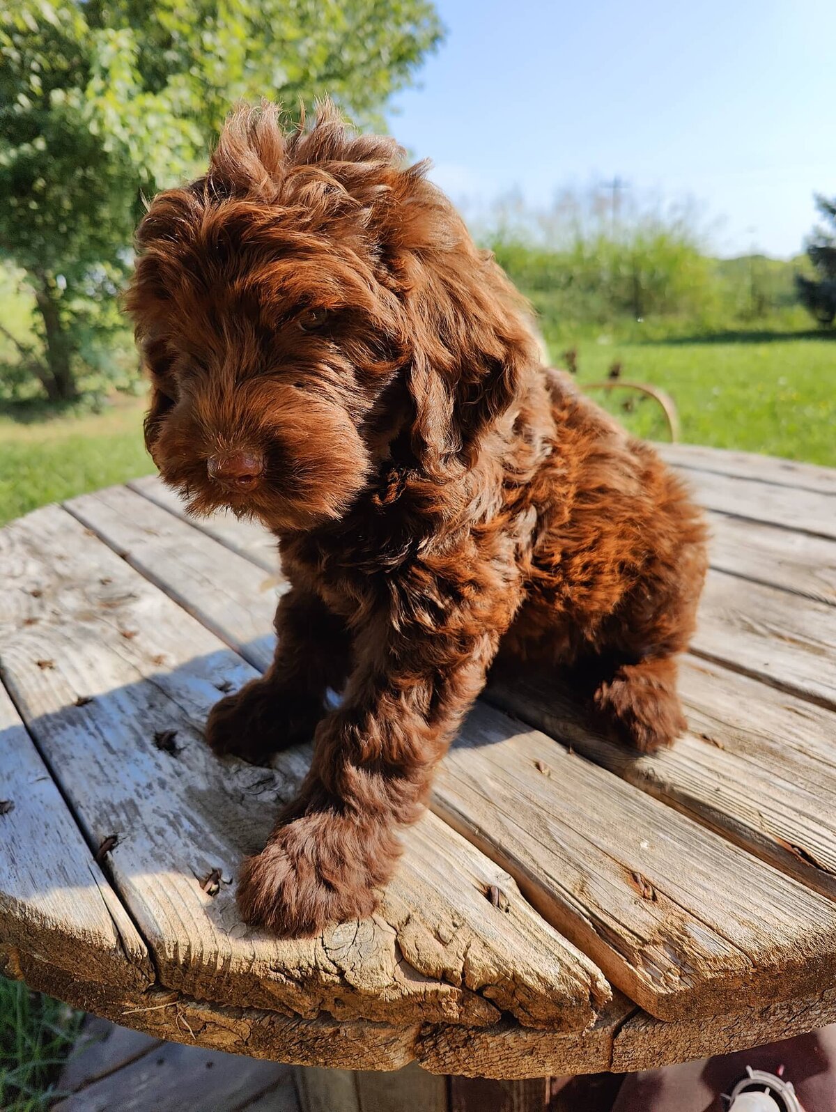 Small Country Mini Doodles Kansas City Cavapoos448454985_1191432161862018_7924572232618080047_n