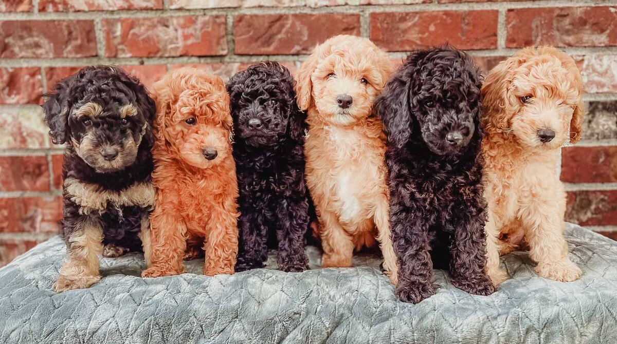 Salish Sea Miniature Poodles--111