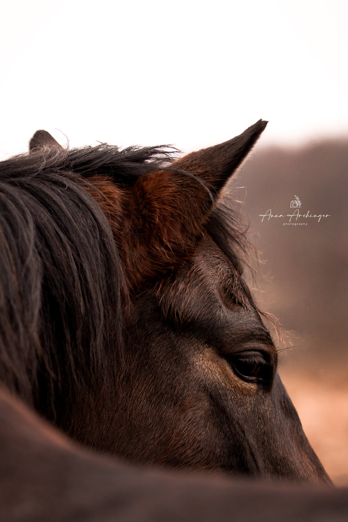 Horse Photography Pose
