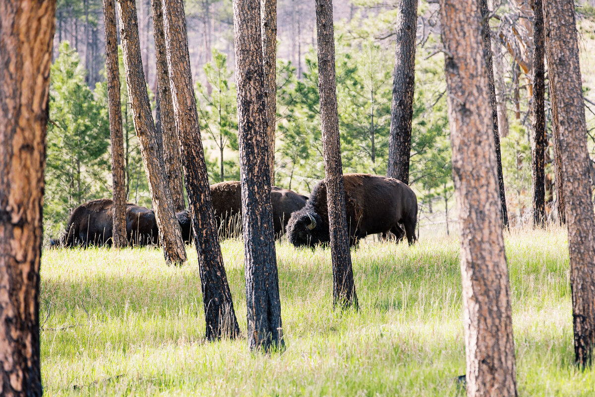 Buffaloes grazing grass