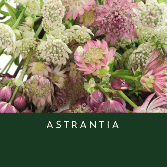 Astrantia