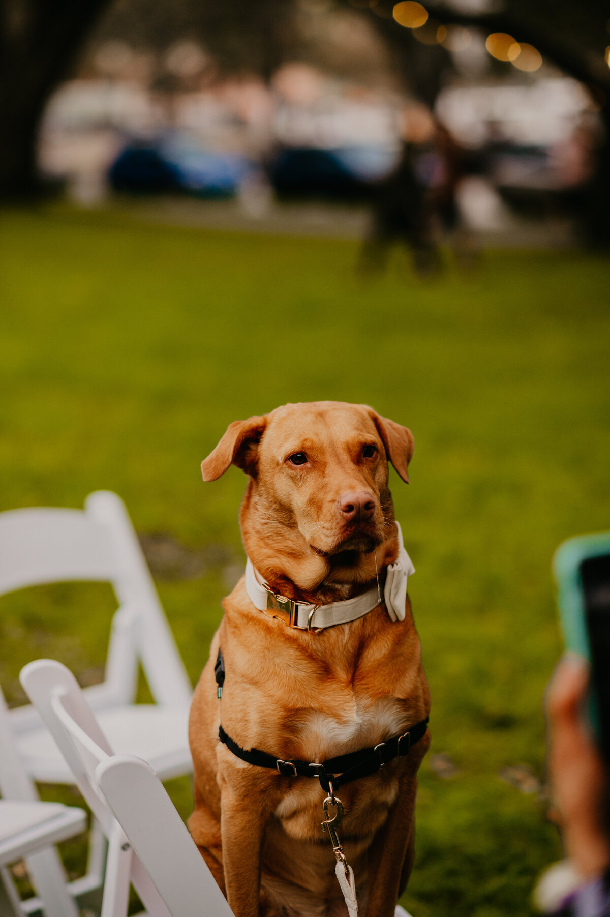 mariah-lacy-photo-elope-in-florida-north-straub-park-chantilly-chic-celebrations-18