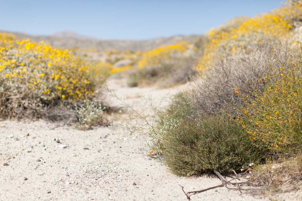 170401_Joshua tree_0012