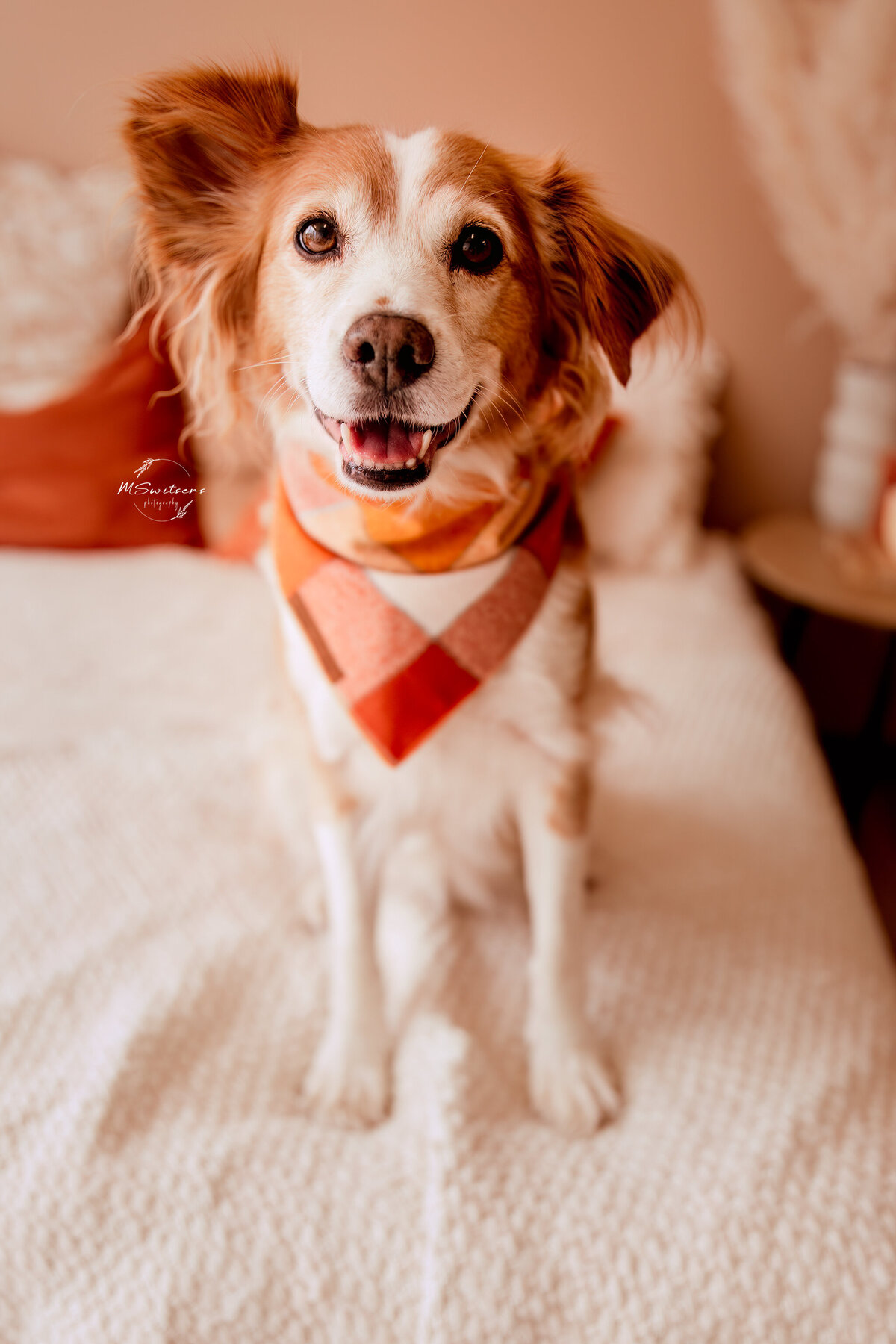 Hond kijkend in de lens vanop het bed in de daglichtstudio te Geel tijdens een hondenfotoshoot. 