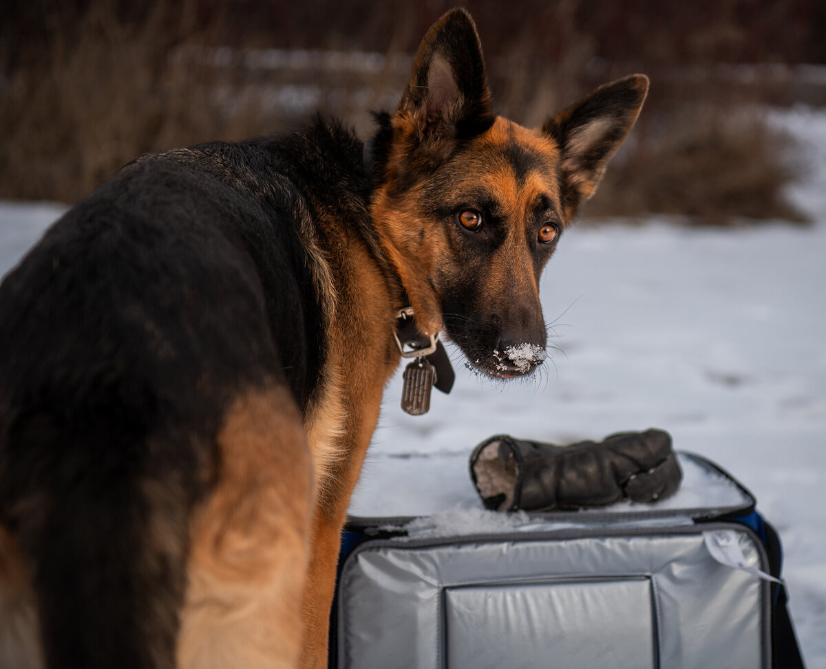 german shepherd is having a legacy photoshoot done in duluth, minnesota. 