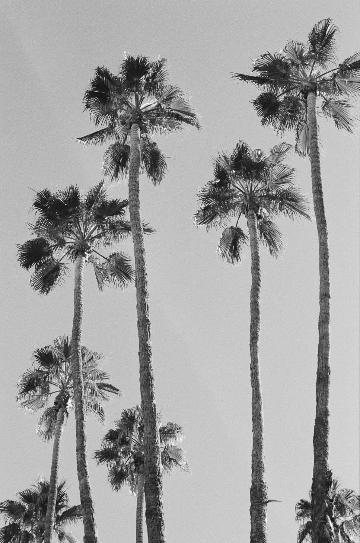 Parker Palm Springs wedding red-8