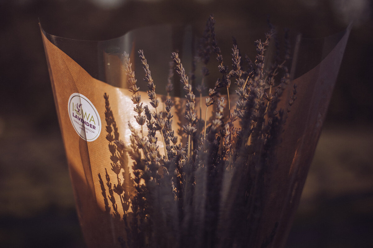 Iowa Lavender_F20A4870