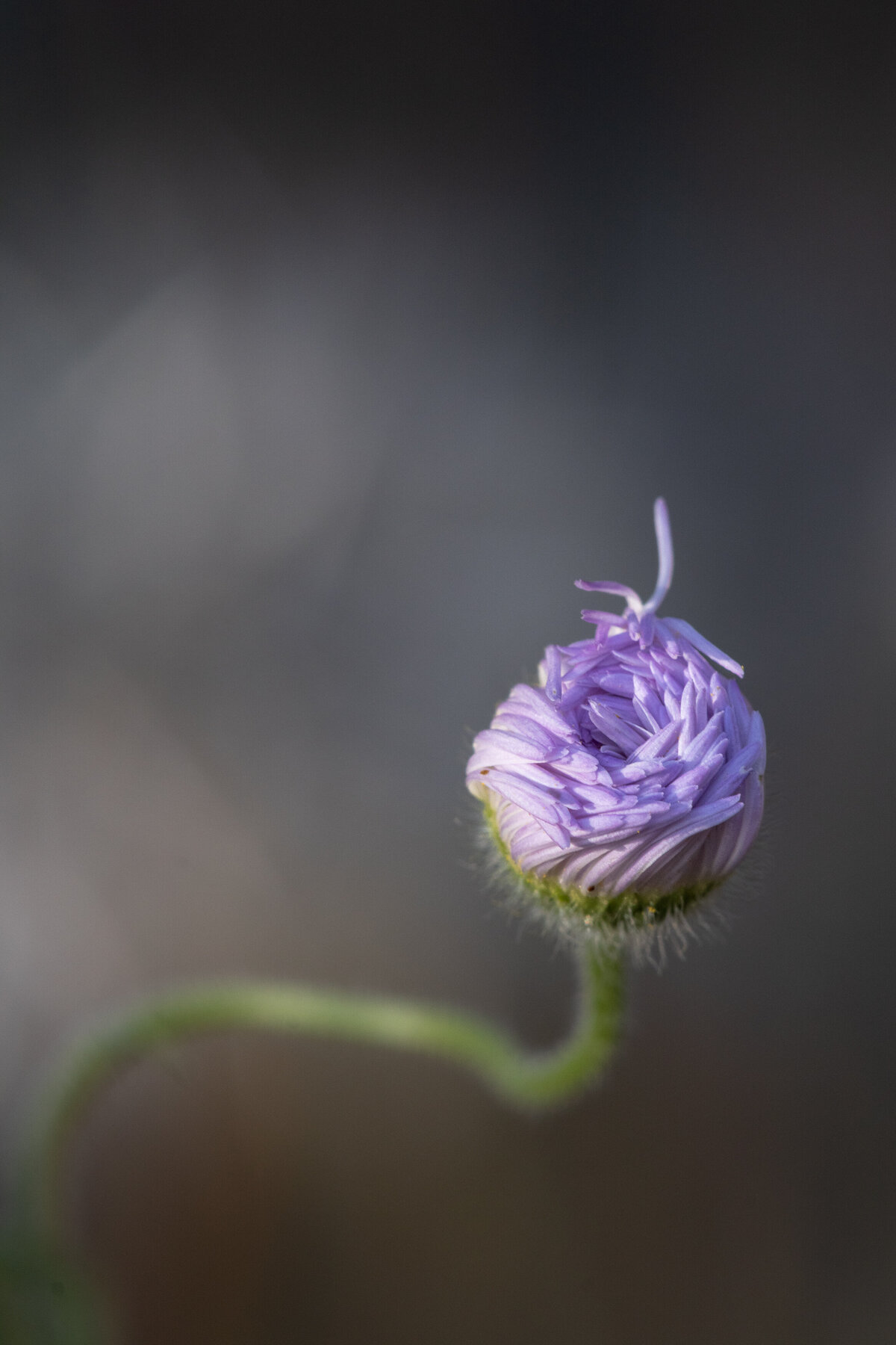 flower_bud_2872