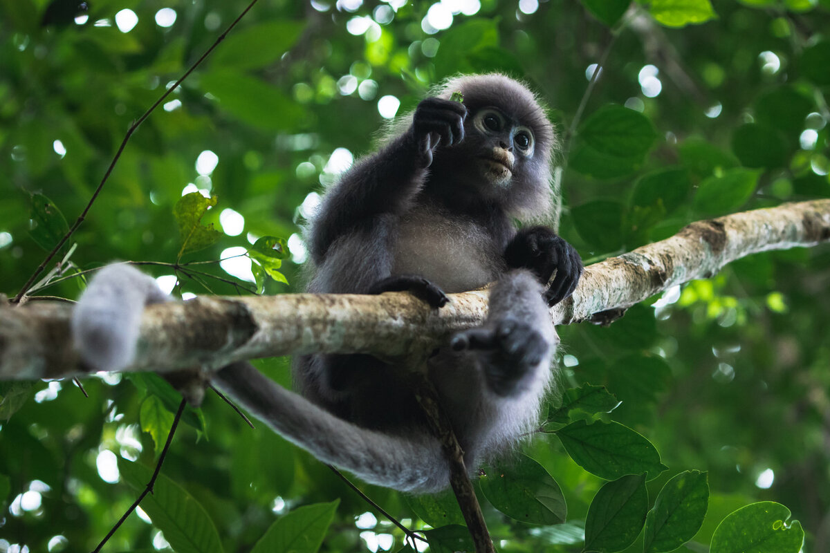 dusky-langur-photography.9
