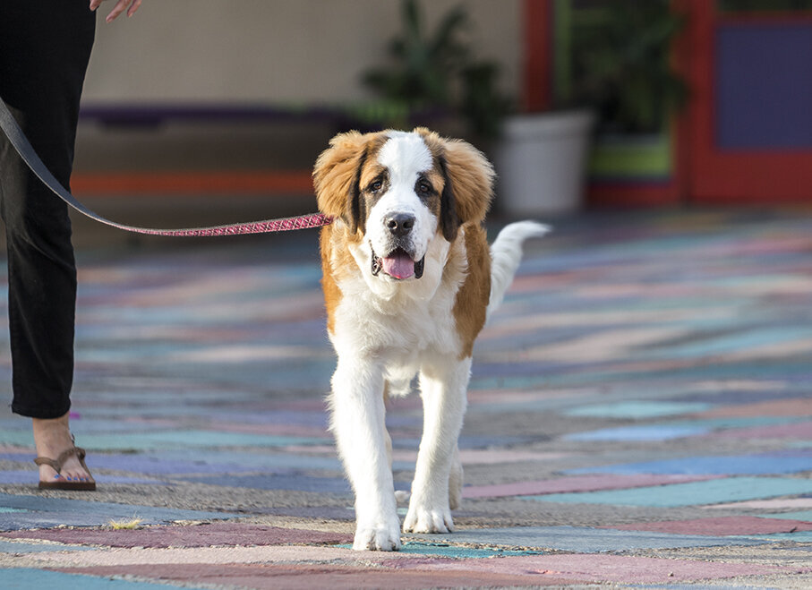 example-puppy-photo-adolescent