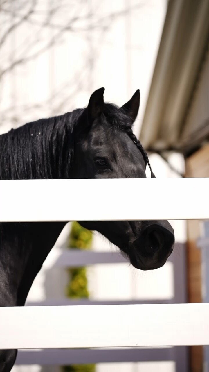 A black dressage horse peeks through the rails of white fencing at an equestrian center in Pleasanton, CA
