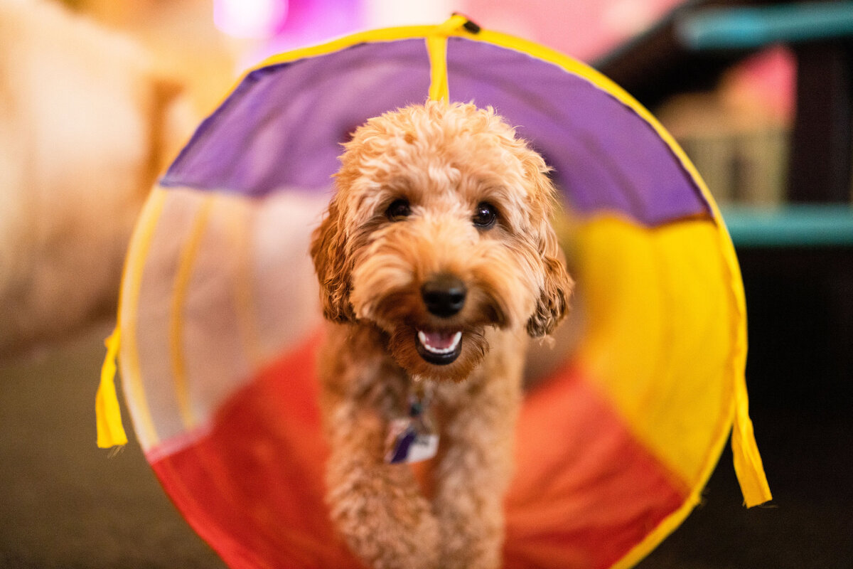 HillFamilyPetCare-134