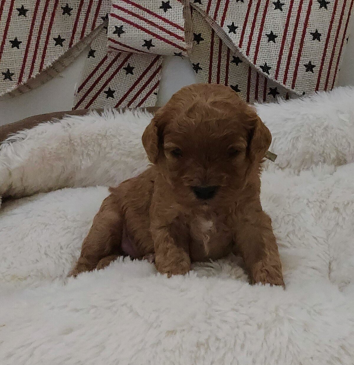 Nala F1