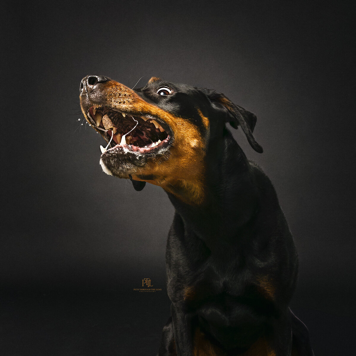 Our professional pet photography studio specializes in creating high-quality and memorable portraits that showcase the unique personalities of your pets. Trust Pets through the Lens Photography for hilarious and unforgettable pet photography experience in Vancouver.