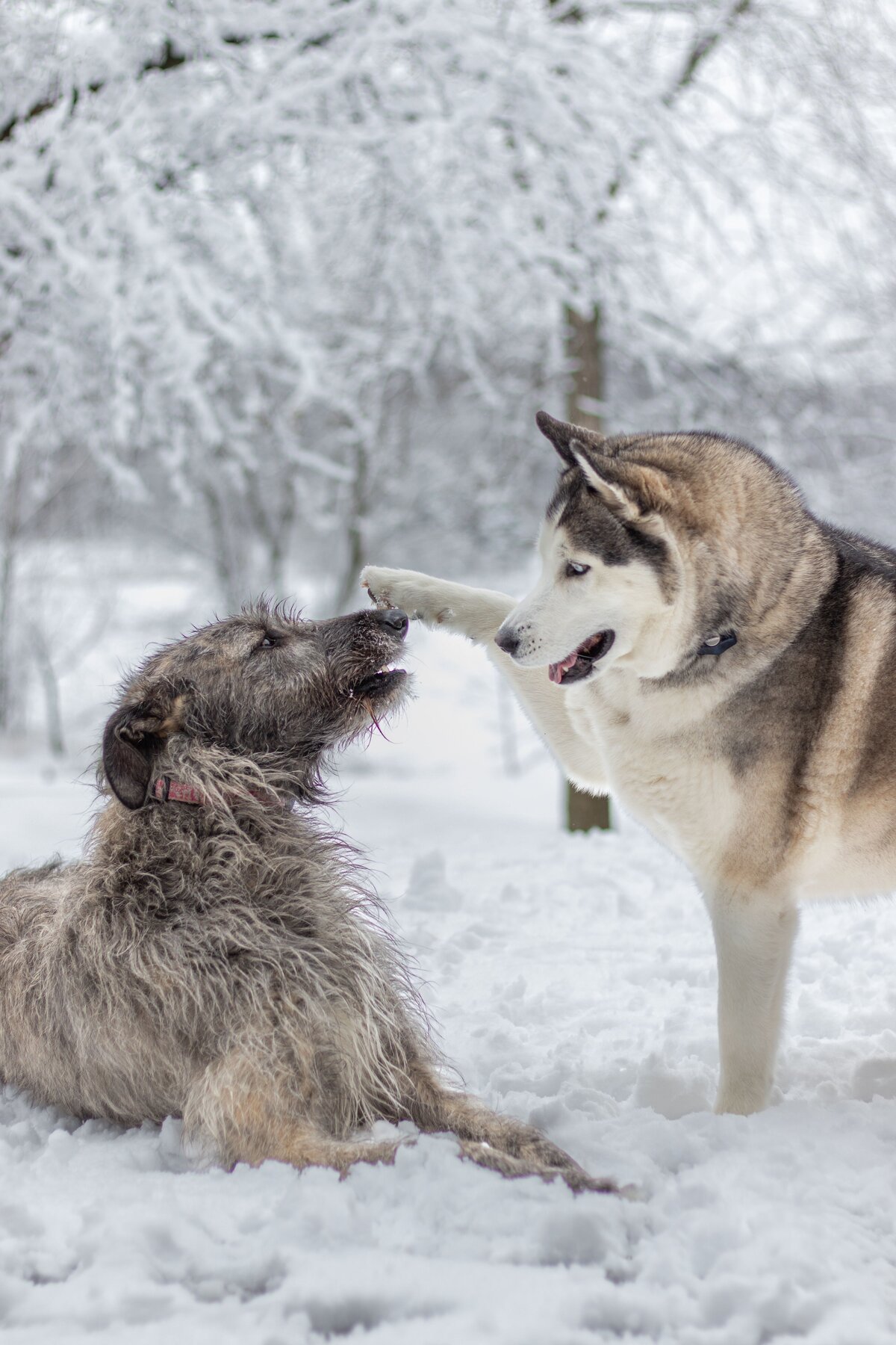 Boop