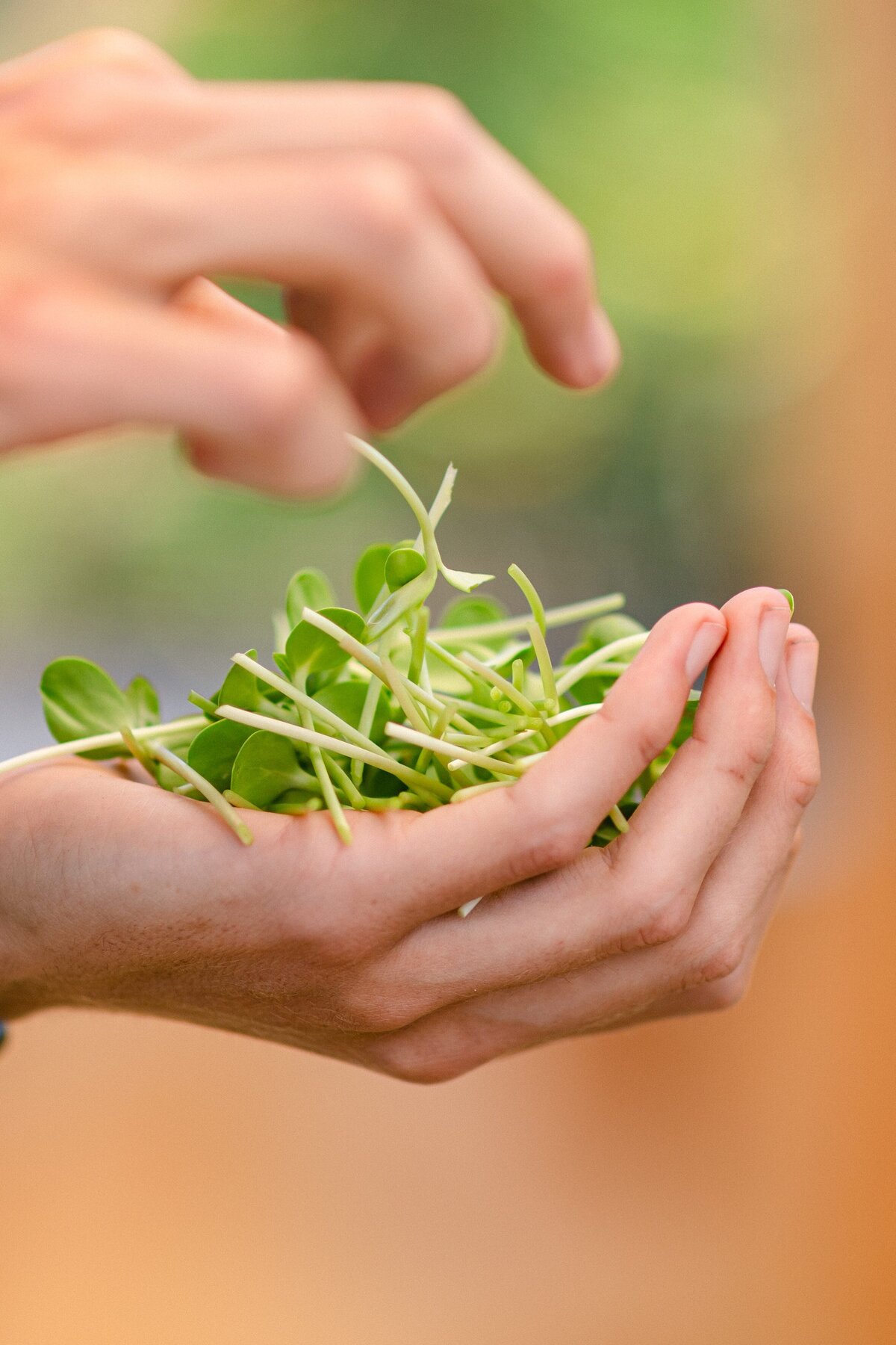 Channel-Islands-Micro-Greens-Local-Farmers-Markets-0054