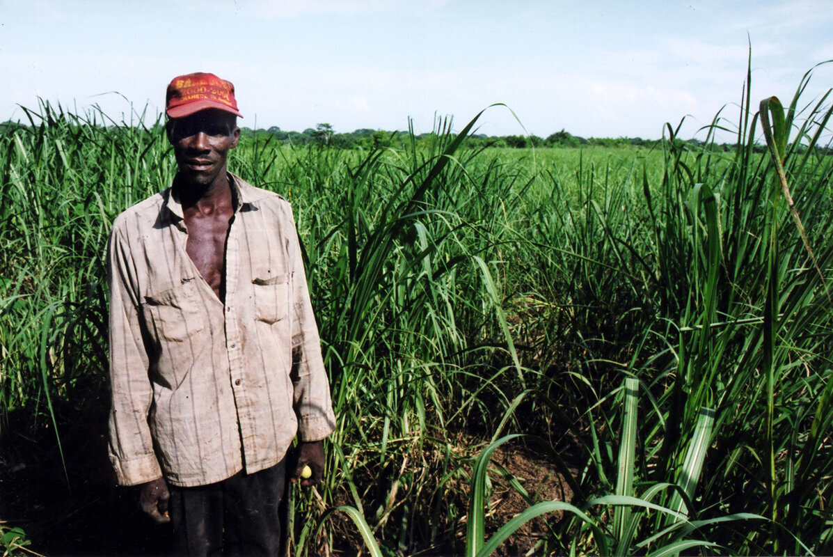 Haitian sugar cane worker with machete
