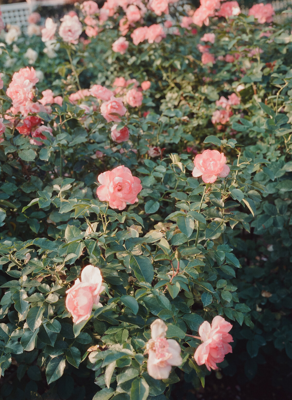 Wedding Photography NH | The Gardens At Uncanoonuc | Film Photography Wedding