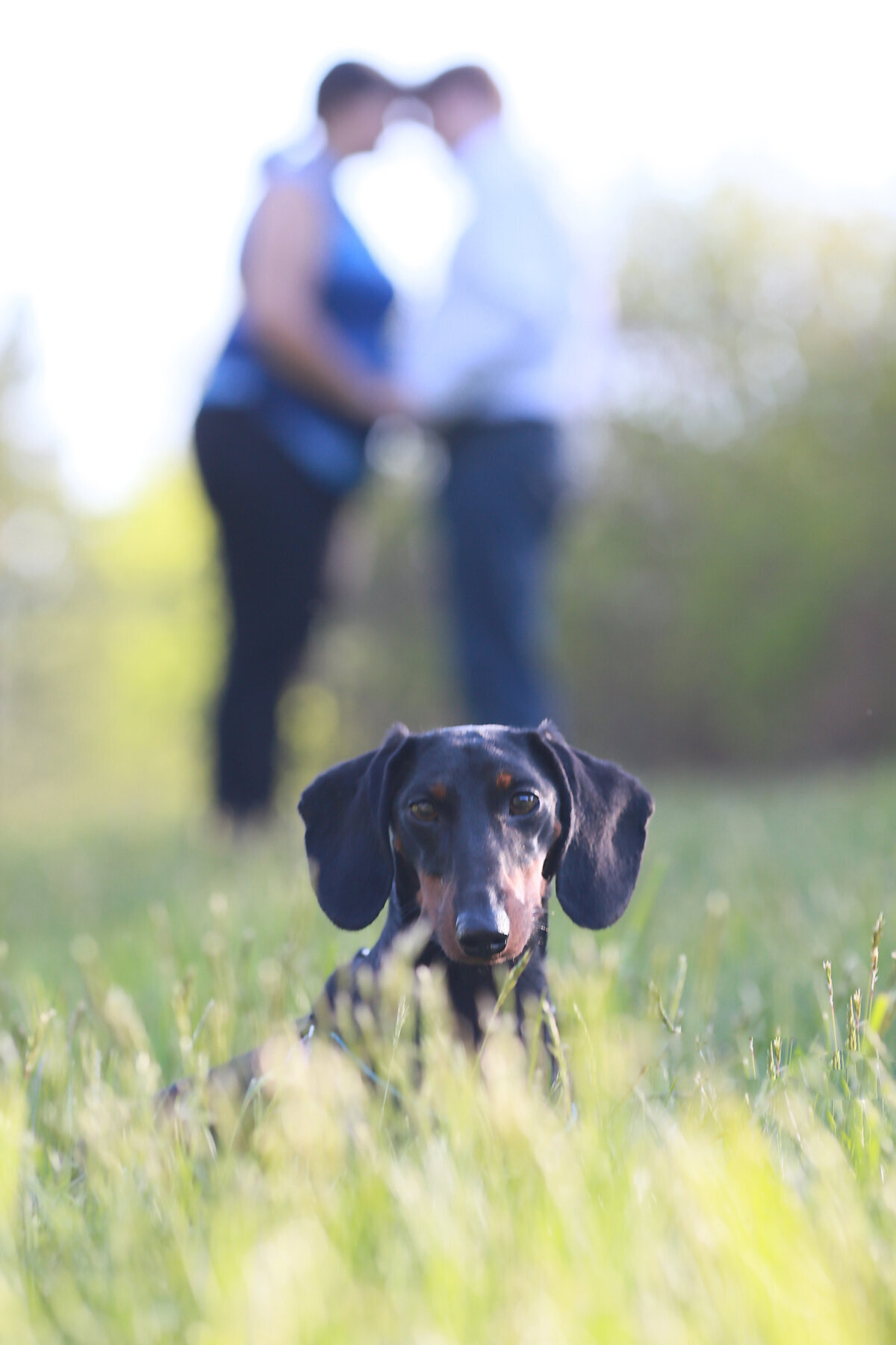 Dachshund-outdoor-photo-shoot-Ponte-Vedra-Beach-Peaches-&-Teddy-Pet-Photography.jpg