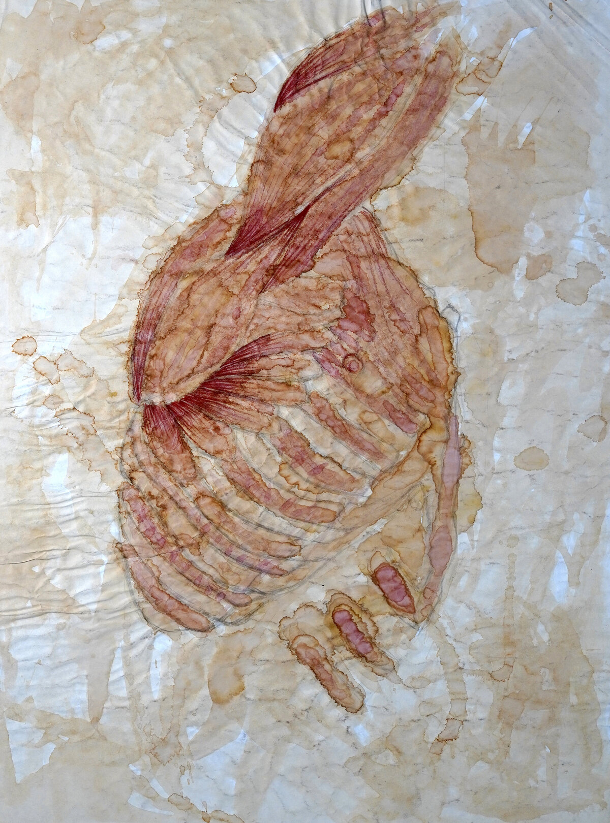 Brent Ray Fraser Anatomical Painting With Coffee and Ink  2001