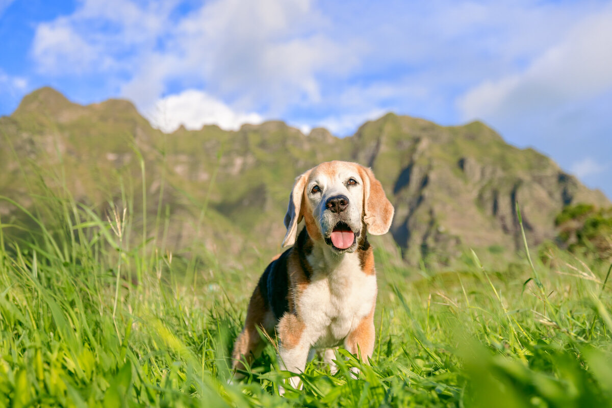 Hawaii Senior Dog Photography-54