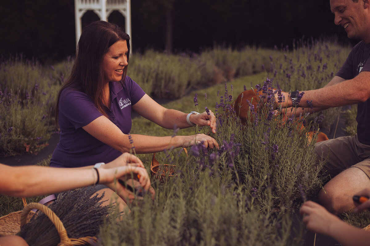 Iowa Lavender_F20A4883