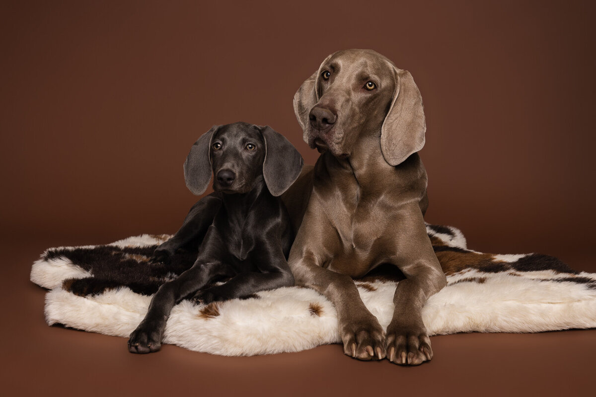 Kaori Stewart_Studio Dog Portrait_26