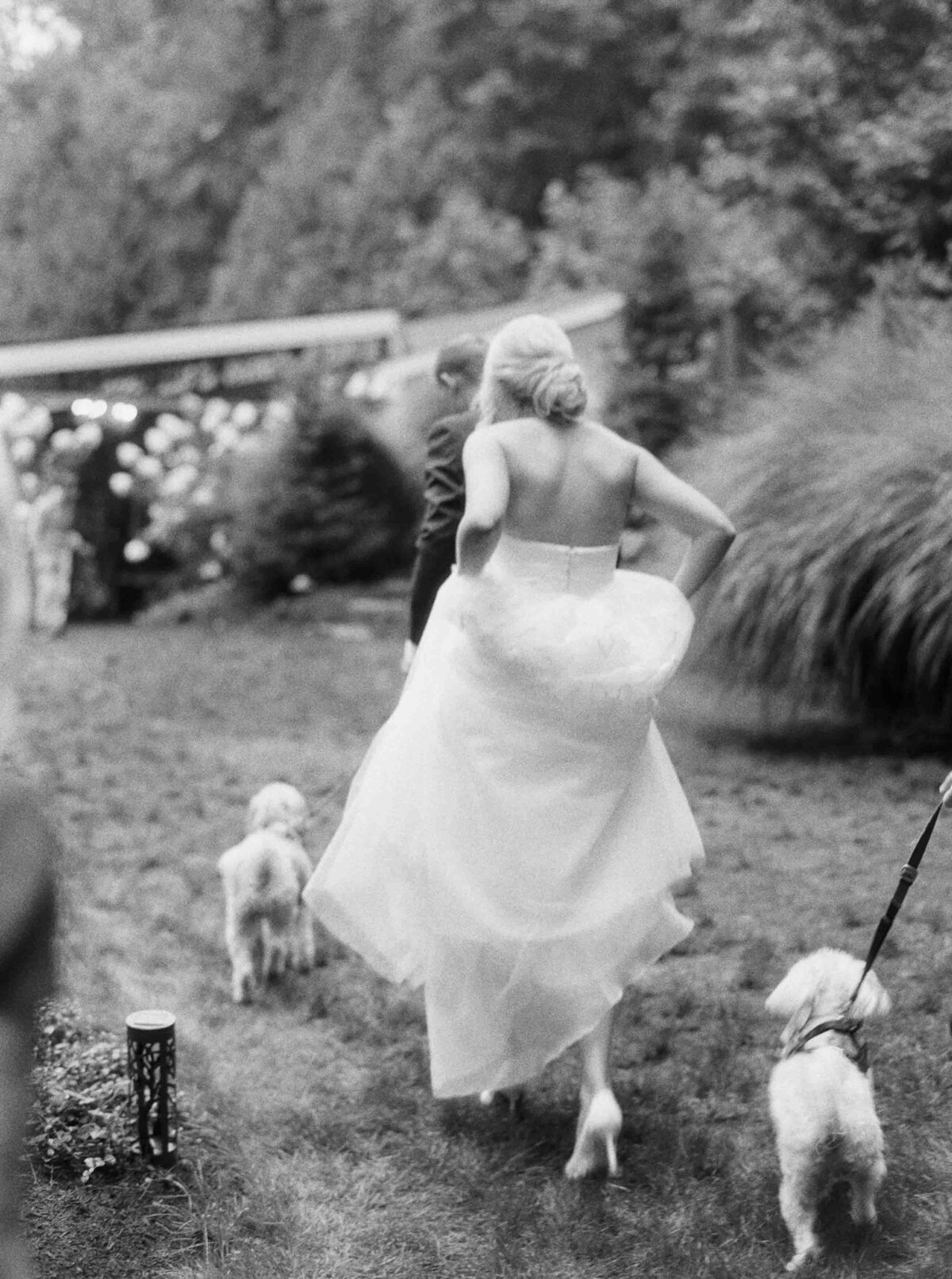 bride in black and white holding dress walking away with dogs following her