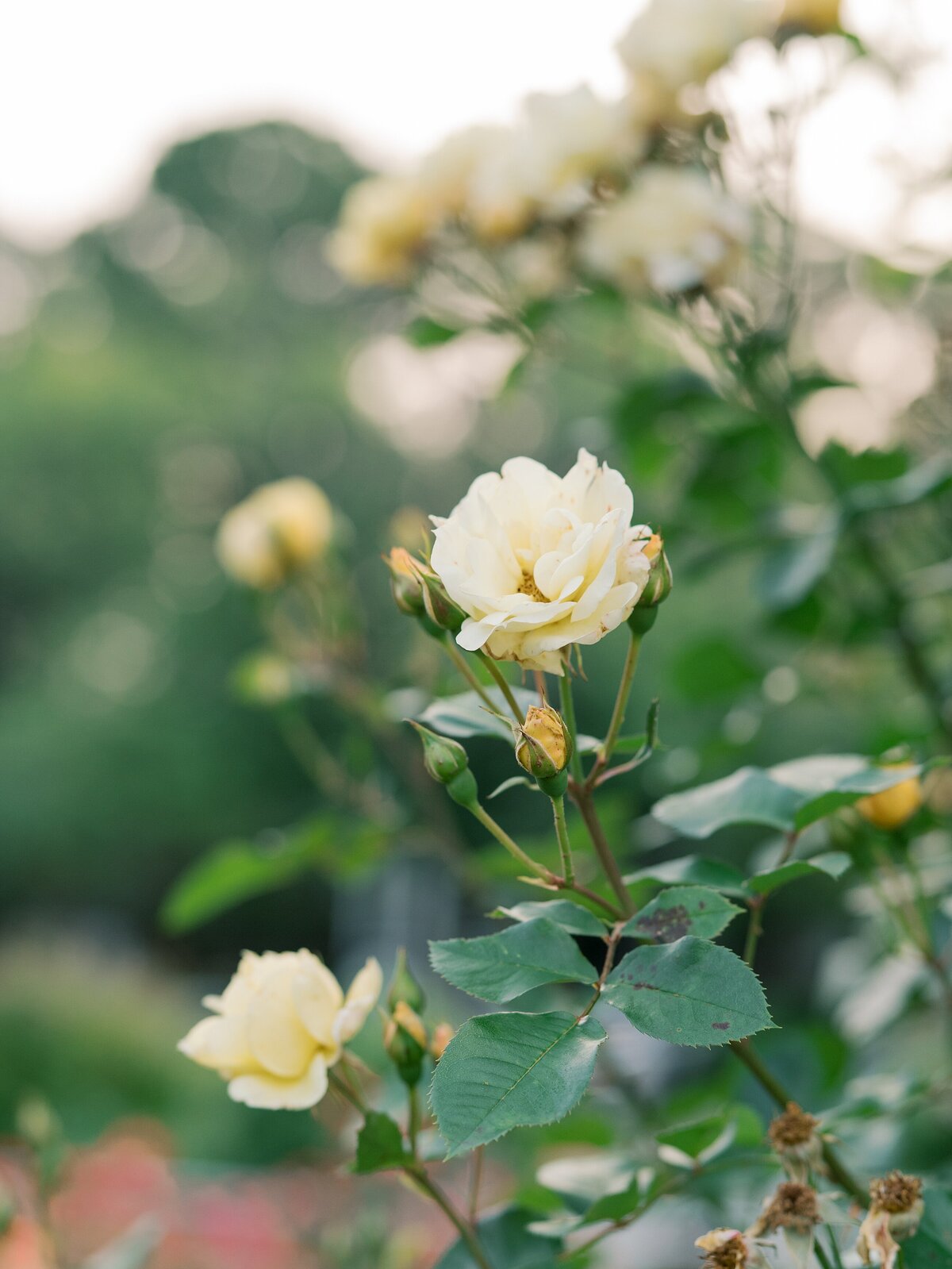 northern- virginia photographer