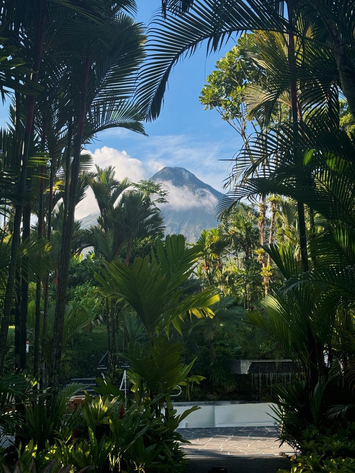 view of mountain through the palms