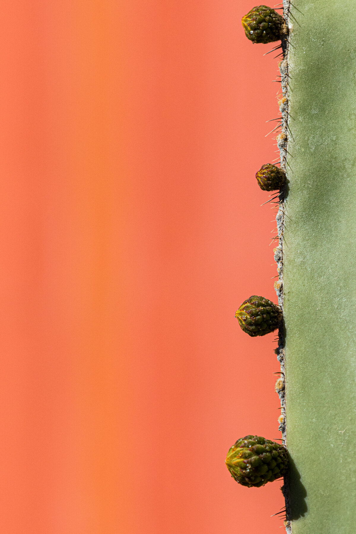 cactus_abstract_8338_2