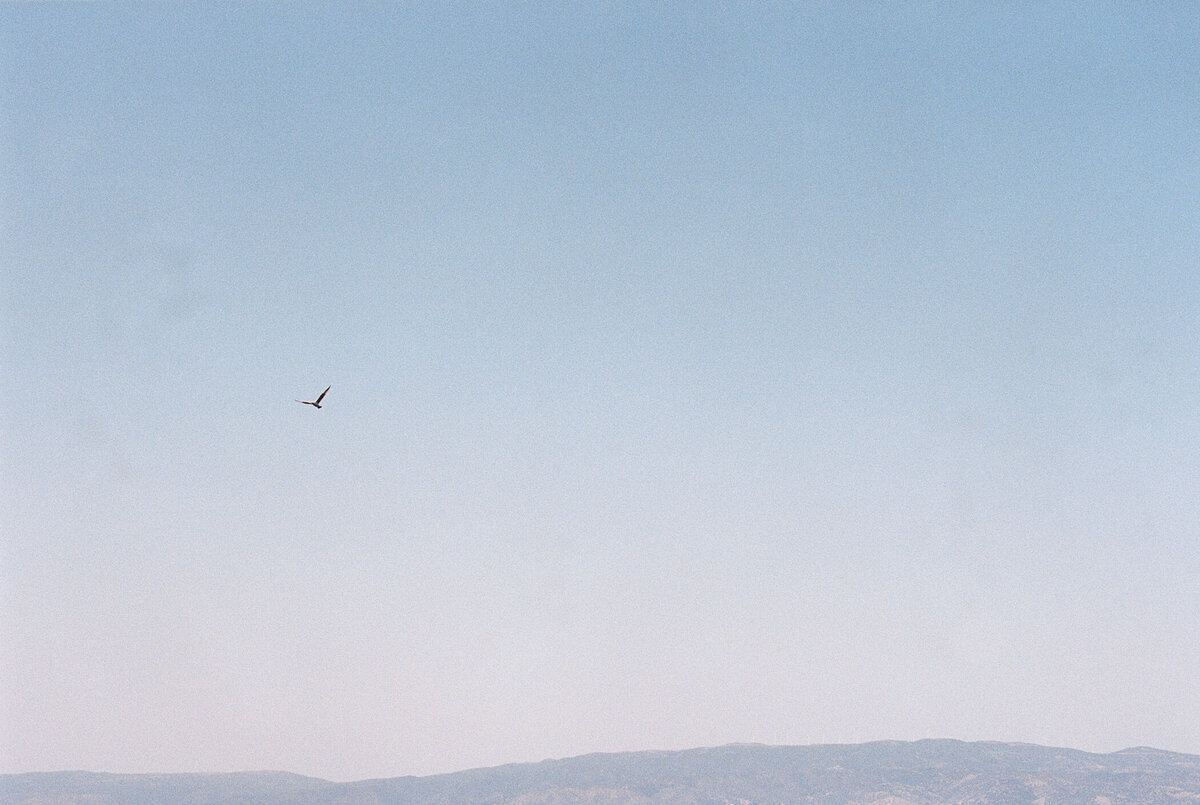 bird flying in the sky in lake como