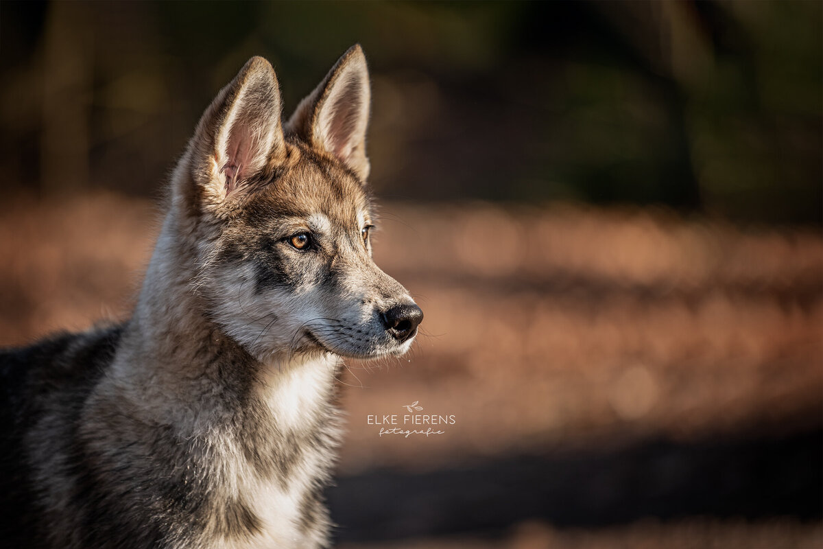 hondenfotograaf - tamaskan