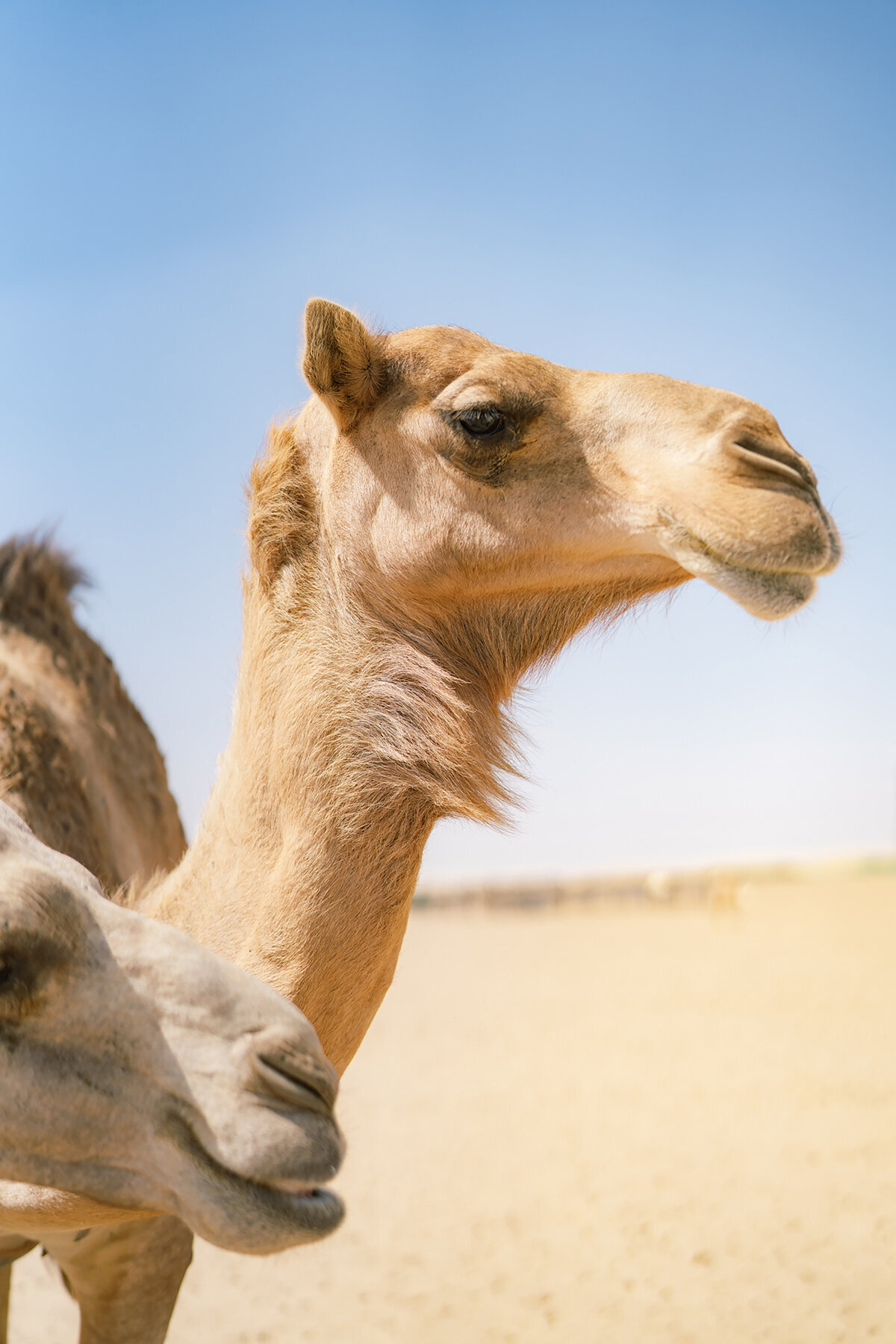 Michelle Norwood Living - Luxury Travel Inspiration - Dubai - benfinch-00532