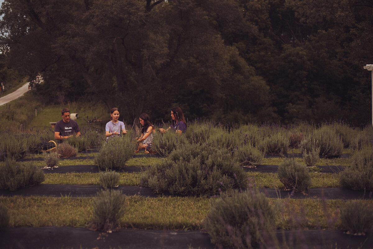 Iowa Lavender_F20A4947