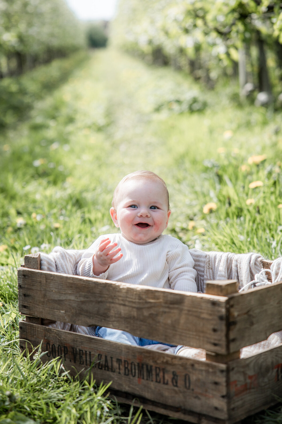 Gezin fotoshoot Hedel bloesem