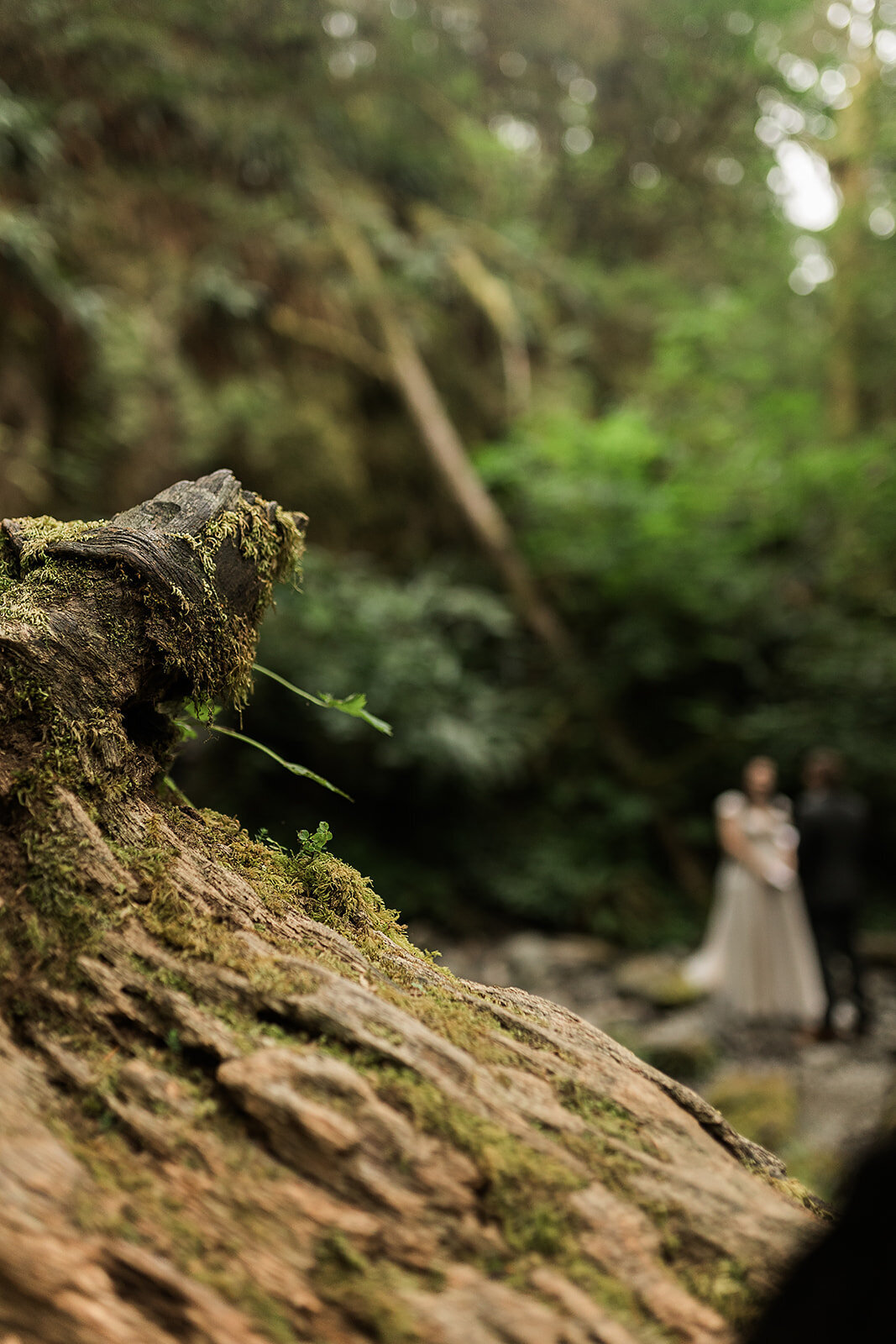 Olympic National Park Elopement  - Tara Nichole Photo - 2023 - Kyle and Keaton-30
