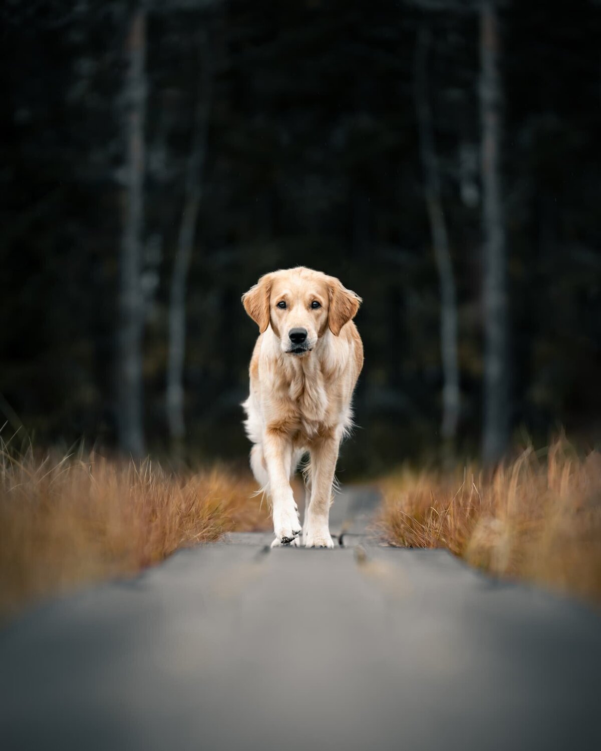 Hundfotograf-hundbild-golden