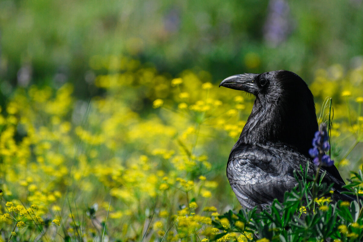 Common Raven 
