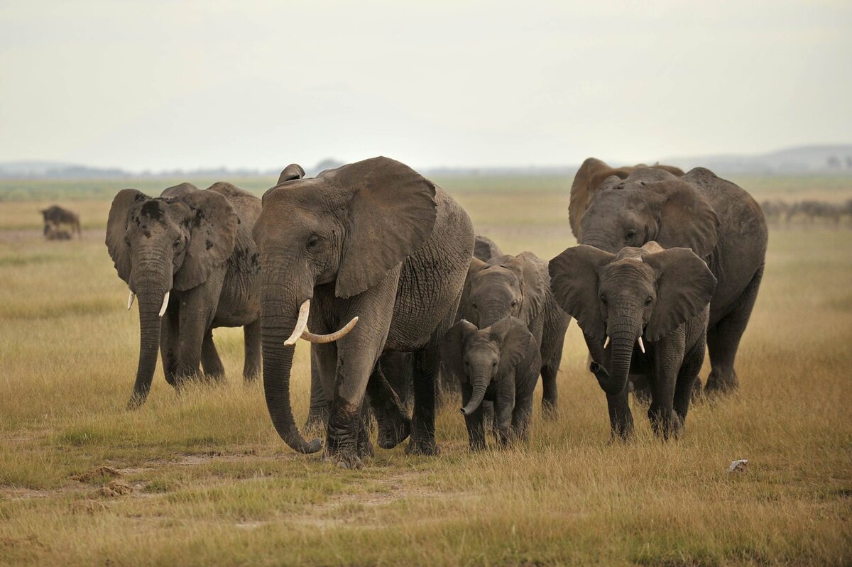 Serengeti Migration (6)