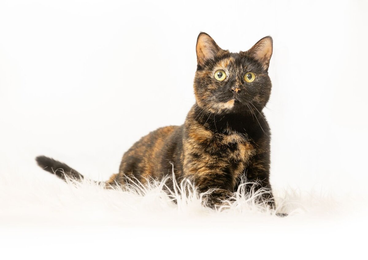 lilla-bordas-portraits-tampa-CAT-photographer1198