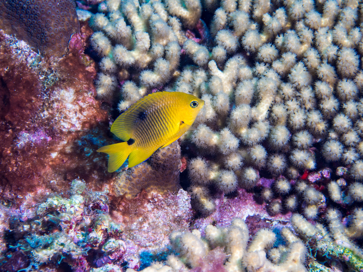 Barbados_2017_1078