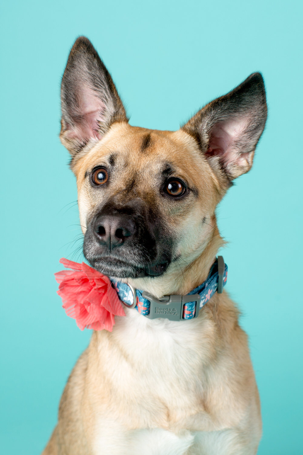 pet-photos-myrtle-beach-1500_067