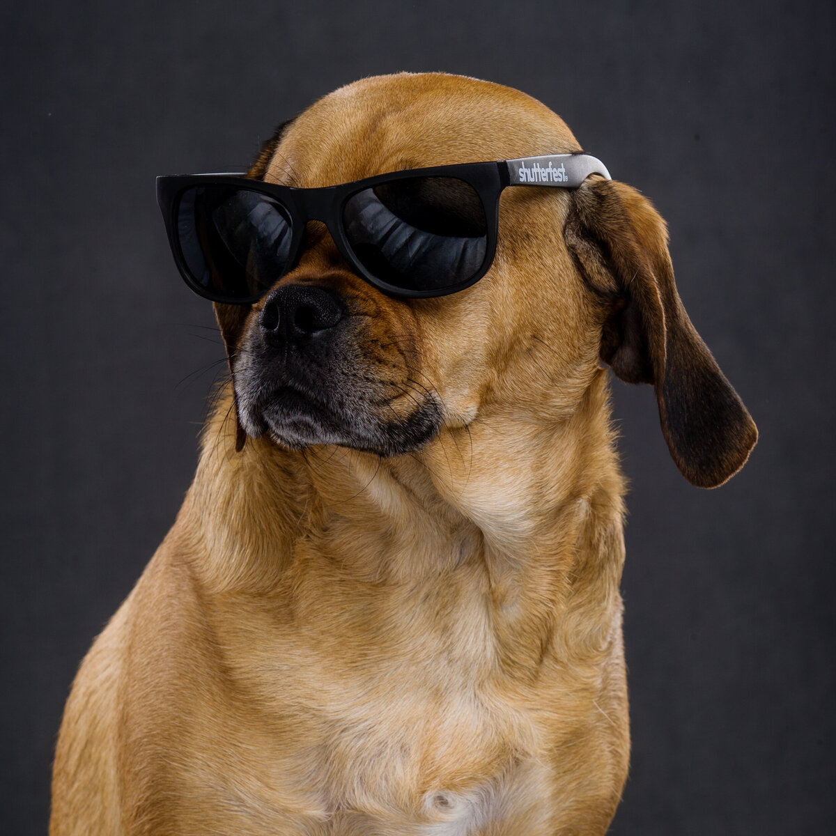 Headshot of a dog wearing sun glasses